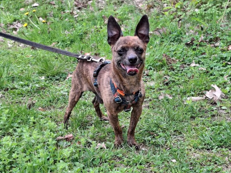 Zaginął podpalany ratlerek Remik