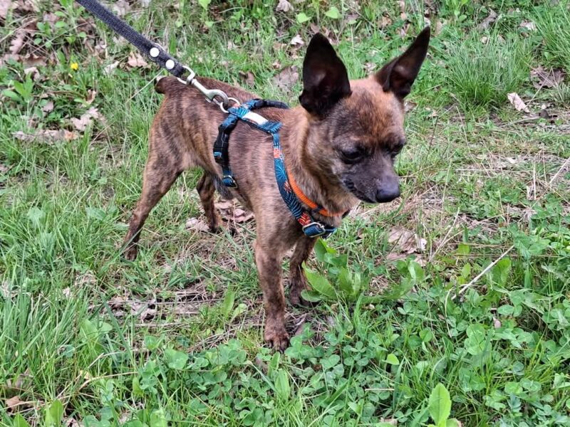 Zaginął podpalany ratlerek Remik