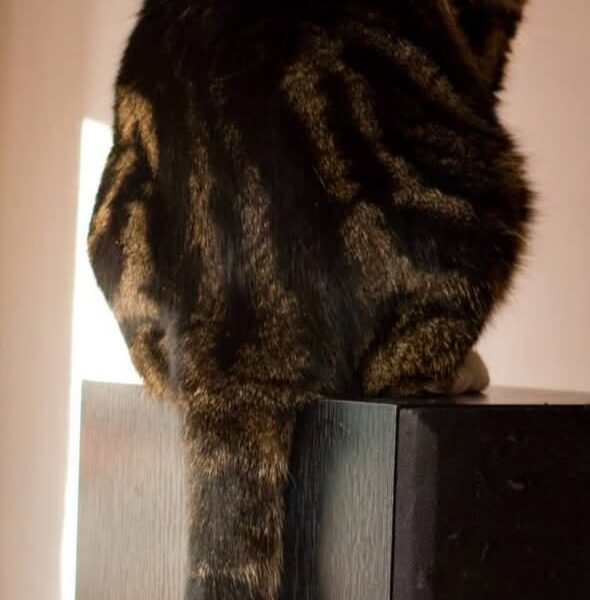 Zaginęła kotka Kivi