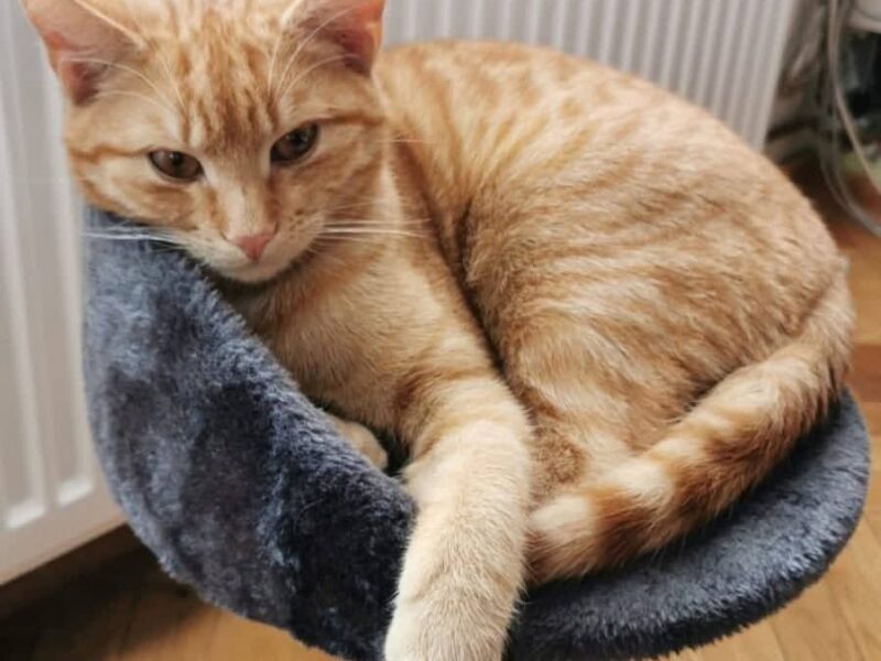 Zaginął rudy kotek!