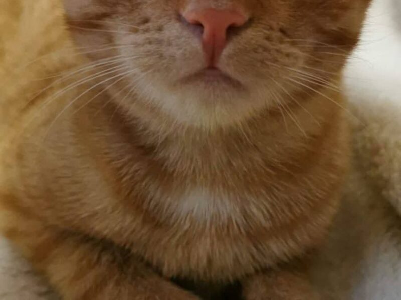 Zaginął rudy kotek!