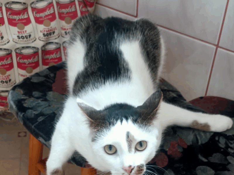 Zaginął Kotek Filemon