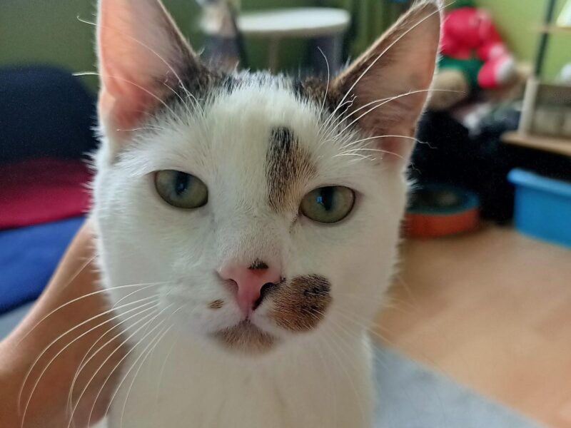 Zaginął Kotek Filemon