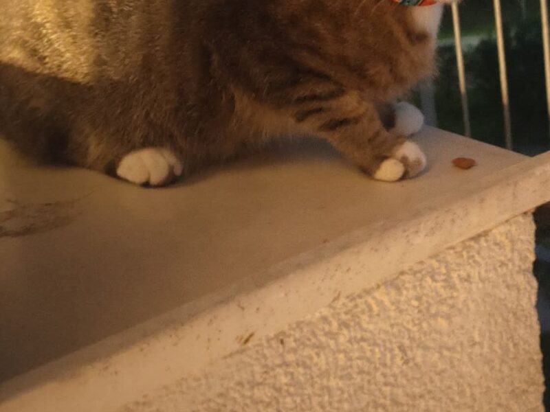 Zaginęła kotka Frania