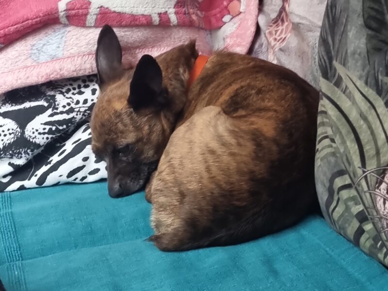 Zaginął podpalany ratlerek Remik