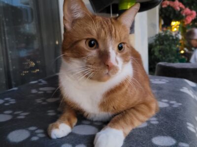 Pajęczno zaginął kot