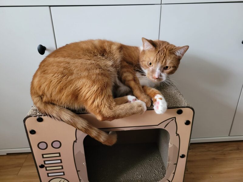 Pajęczno zaginął kot