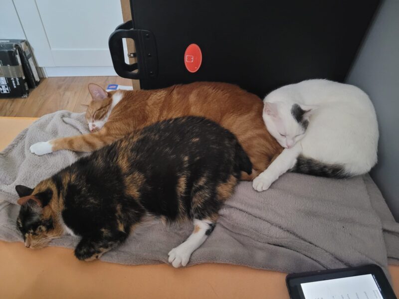 Pajęczno zaginął kot