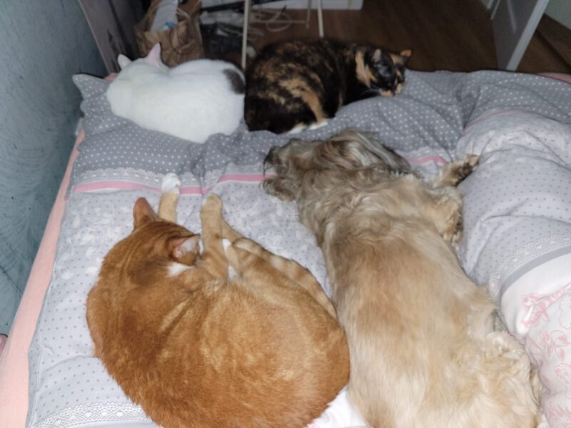 Pajęczno zaginął kot