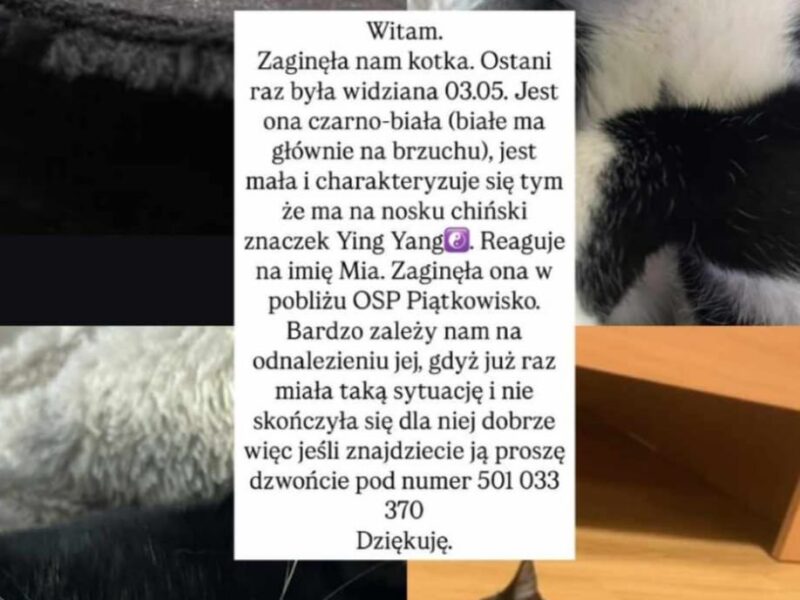 Poszukiwana kotka Mija