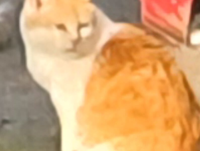 Zaginęła kotka Pusia