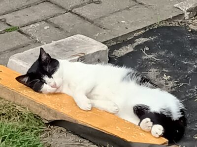 Bytom zaginęła czarno biała kotka