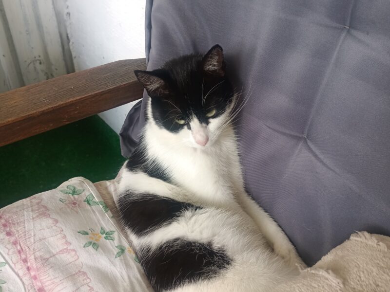 Bytom zaginęła czarno biała kotka