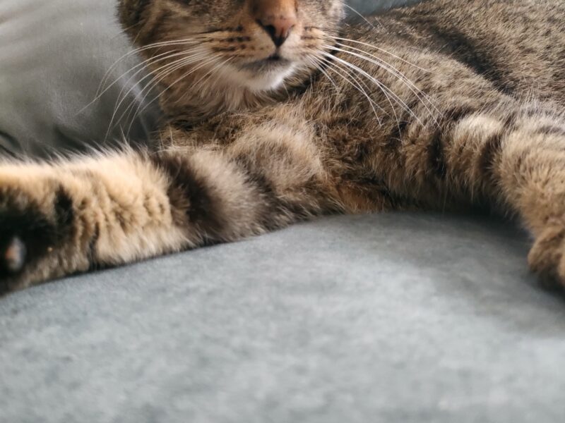 Zaginęła kotka Łapka