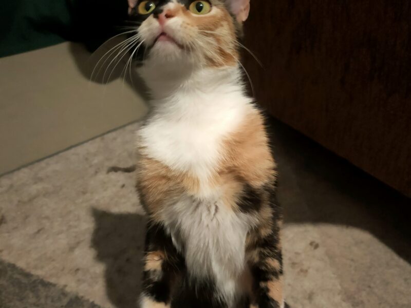 Proszę o pomoc w odnalezieniu