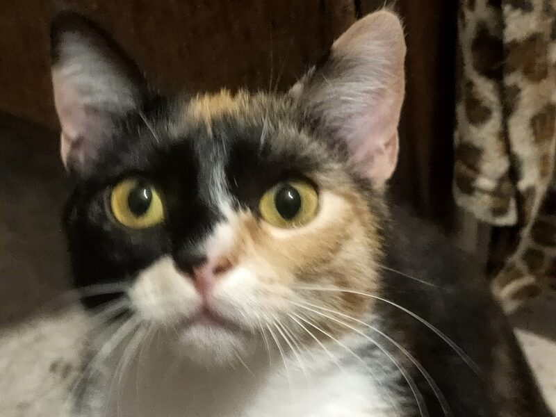 Proszę o pomoc w odnalezieniu