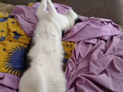 Zaginął Kocurek Boguś