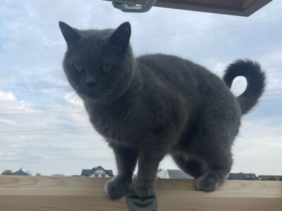 ZAGINĄŁ KOT BRYTYJSKI (MIERZYN)