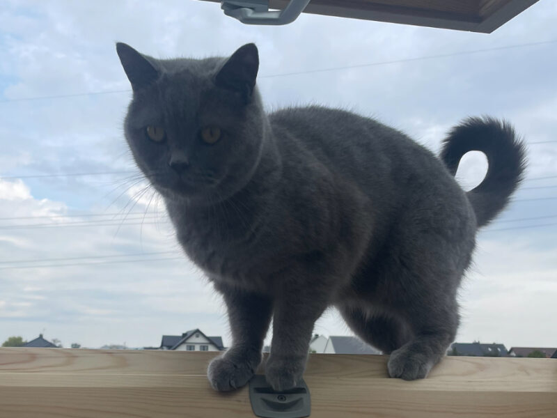 ZAGINĄŁ KOT BRYTYJSKI (MIERZYN)