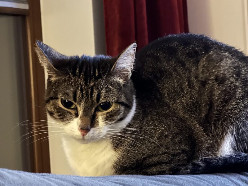 Zaginęła kotka Diuna