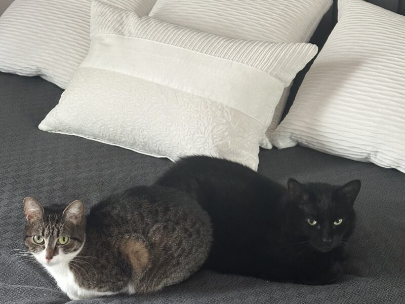 Zaginęła kotka Diuna