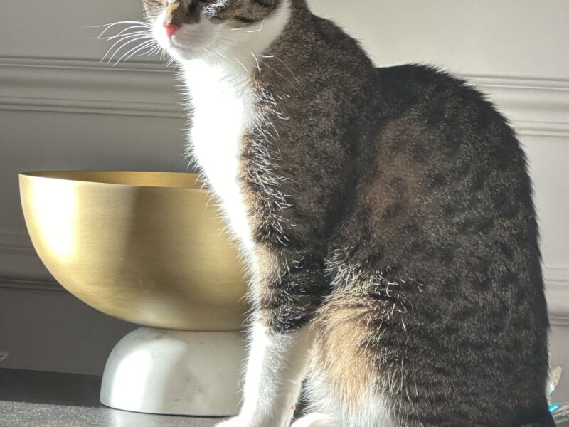 Zaginęła kotka Diuna