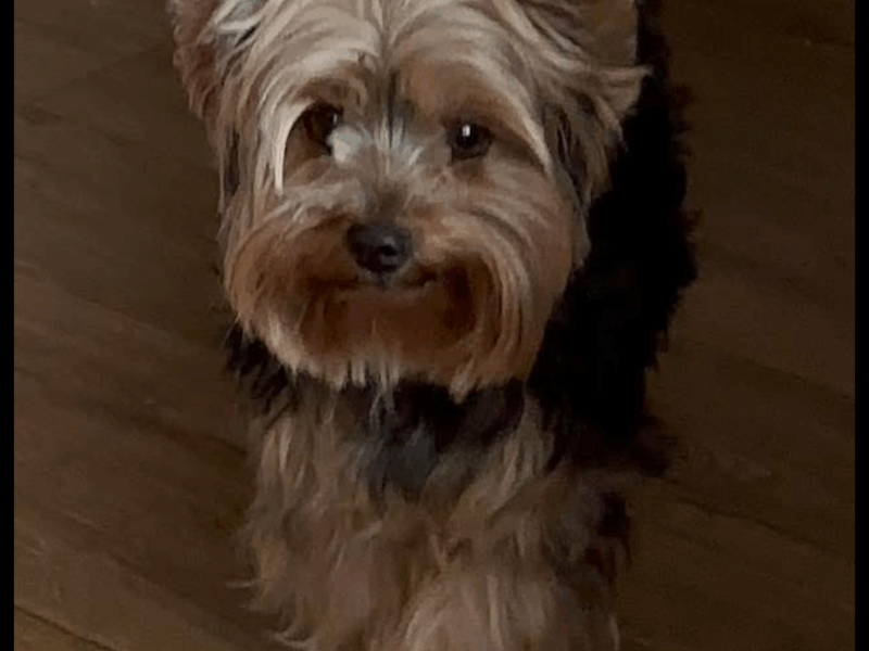 Zaginął York ostatni raz widzimy na Gbiskach