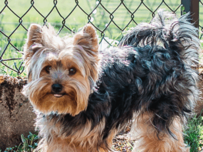 Zaginął York ostatni raz widzimy na Gbiskach