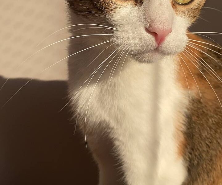 Zaginęła kotka Musia