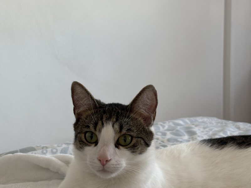 Zaginął Kot Ploniu