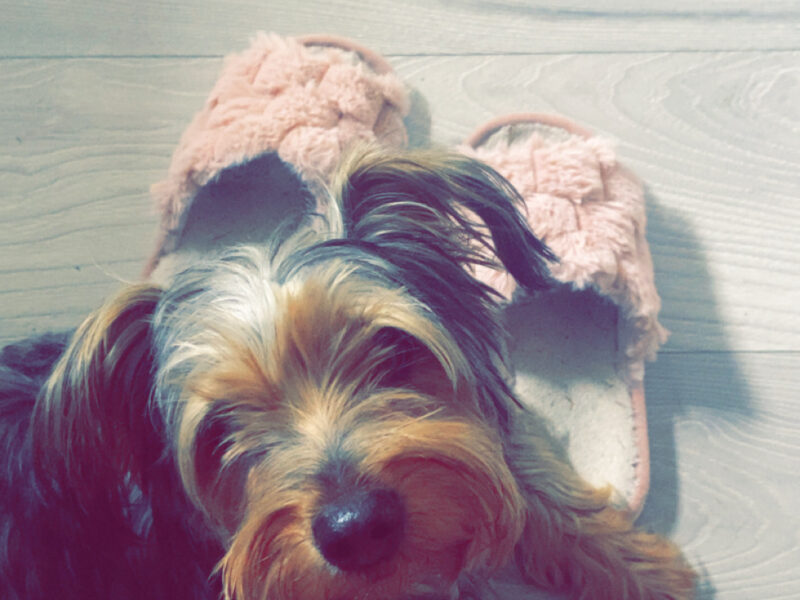 Zaginął piesek Karmel