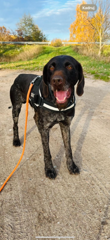 Zaginął ukochany pies Hektor