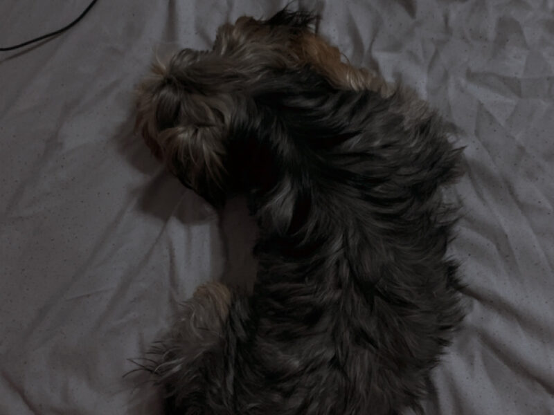 Zaginął piesek Karmel