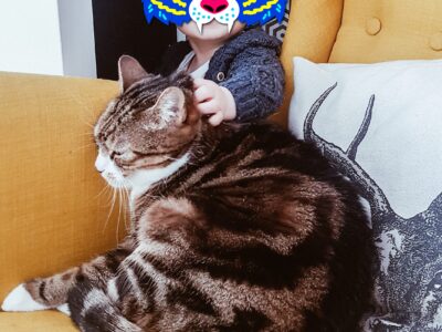 Zaginęła kotka Kivi