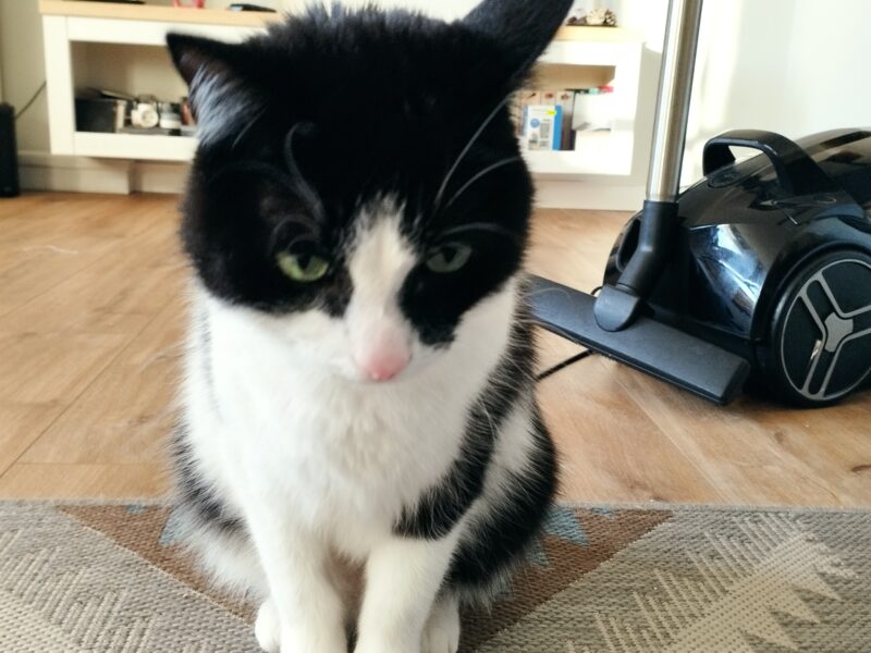 Zaginął kotek Maciuś