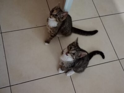 Zaginęło kocie rodzeństwo