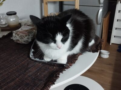 Zaginął kotek Maciuś