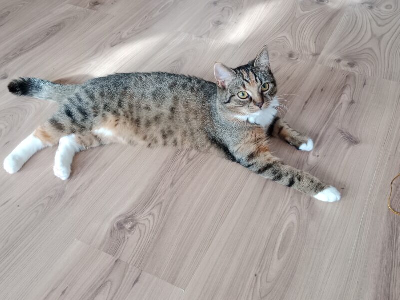 Zaginęło kocie rodzeństwo