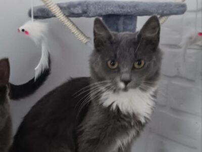 Zaginęła Kotka Milka