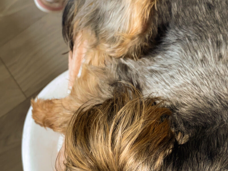 Zaginął piesek Karmel