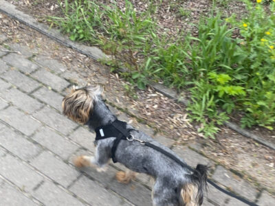 Zaginął piesek Karmel