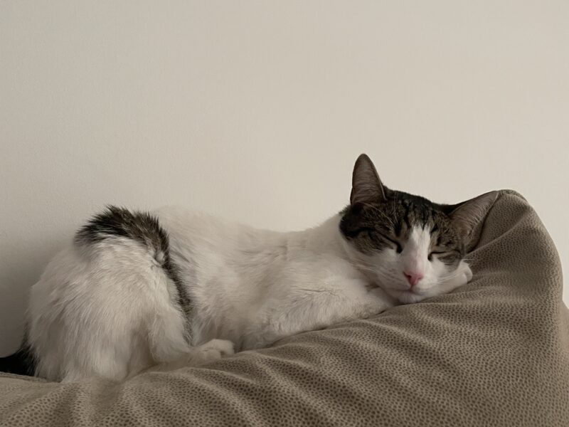 Zaginął Kot Ploniu