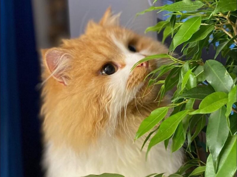 ZAGINĘŁA RUDO-BIAŁA KOTKA