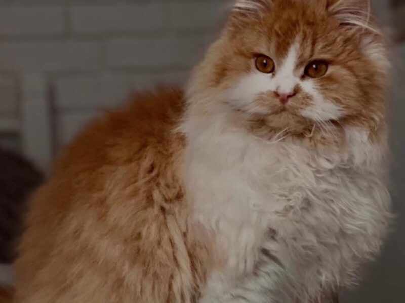 ZAGINĘŁA RUDO-BIAŁA KOTKA