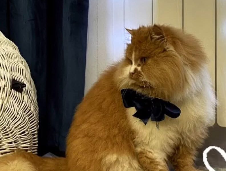 ZAGINĘŁA RUDO-BIAŁA KOTKA