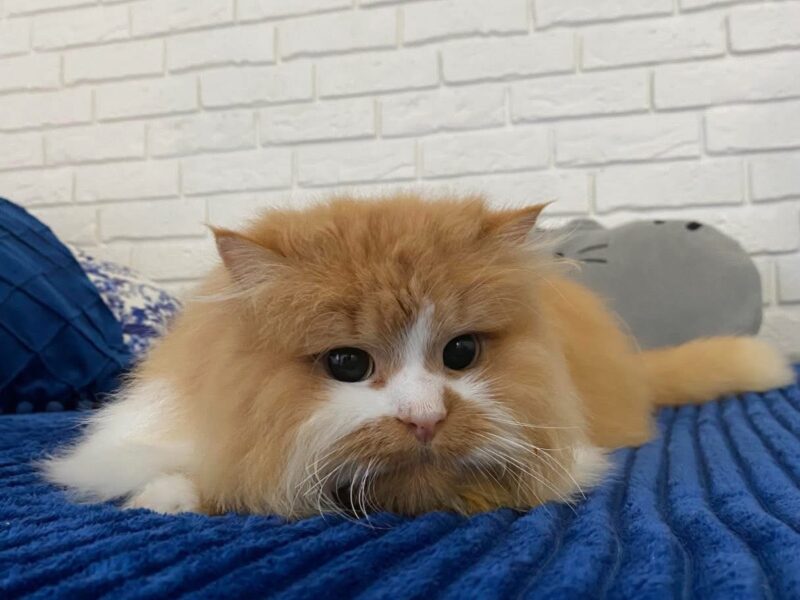 ZAGINĘŁA RUDO-BIAŁA KOTKA