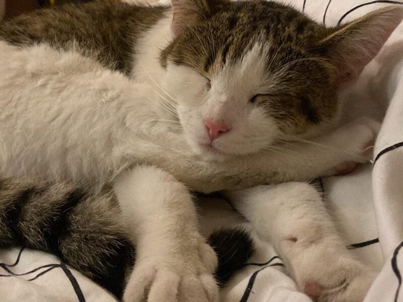 SZUKAMY KOTKI MARYSI