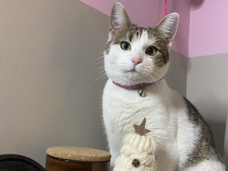 SZUKAMY KOTKI MARYSI