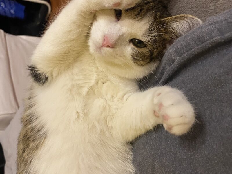 SZUKAMY KOTKI MARYSI