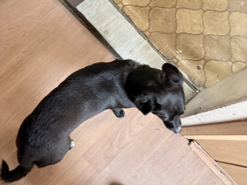 Zaginął mały piesek